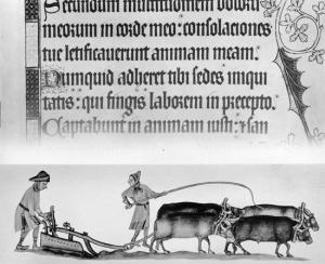   MEDIA FOR: serfdom “Luttrell Psalter” “Luttrell Psalter” Two serfs and four oxen operating one medieval agricultural plow, 14th-century illuminated manuscript, the Luttrell Psalter. 